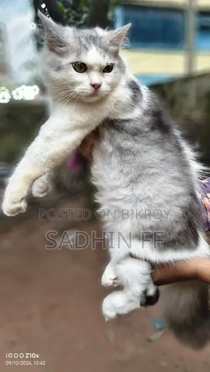 1-3 Months Female Purebred Persian Cat