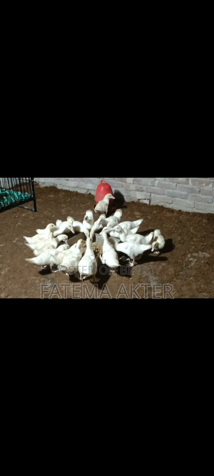 White Muscovy Duck Ducklings for Sale