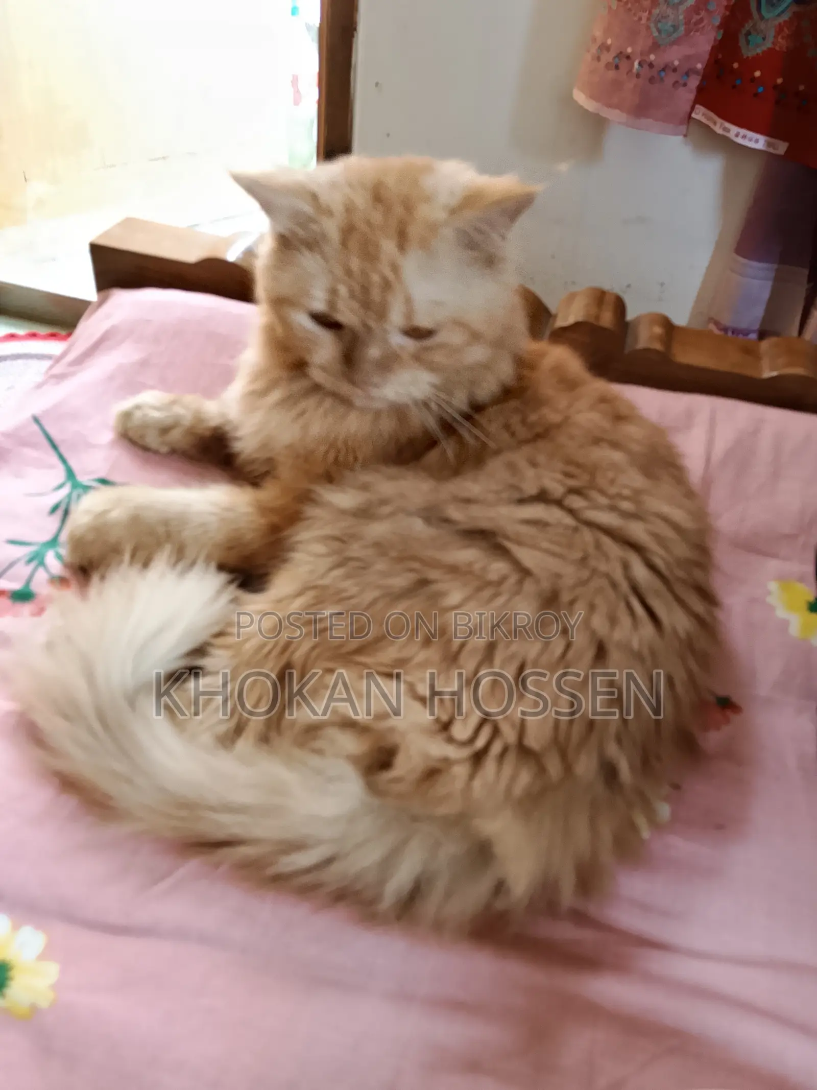 1+ year Male Purebred Persian