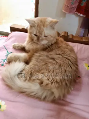 1+ year Male Purebred Persian