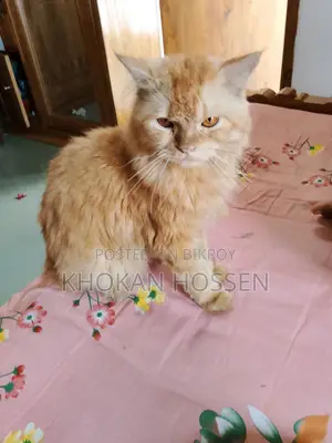 1+ year Male Purebred Persian