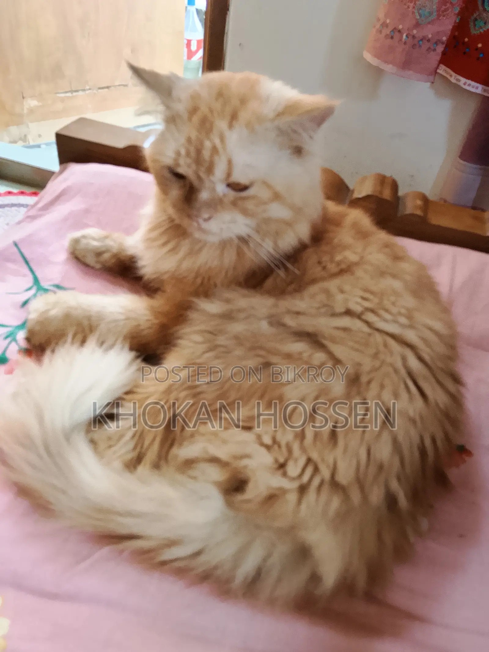 1+ year Male Purebred Persian
