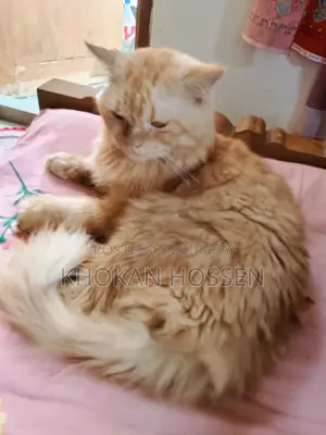 1+ year Male Purebred Persian