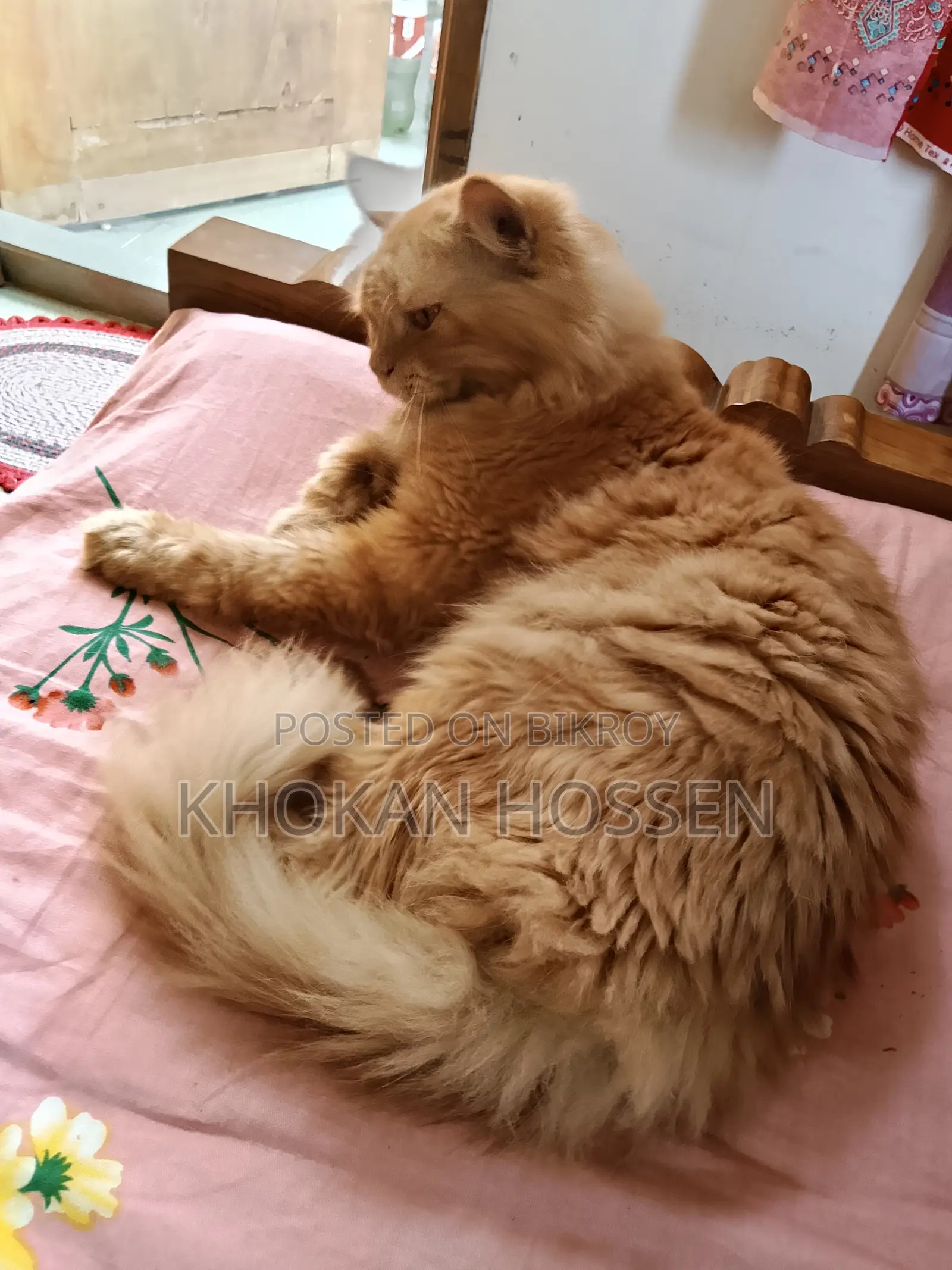 1+ year Male Purebred Persian