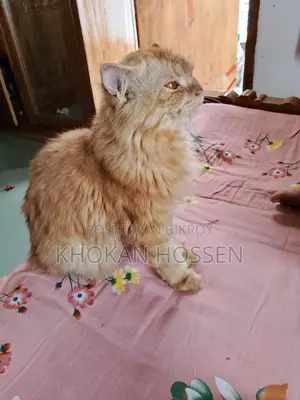 1+ year Male Purebred Persian