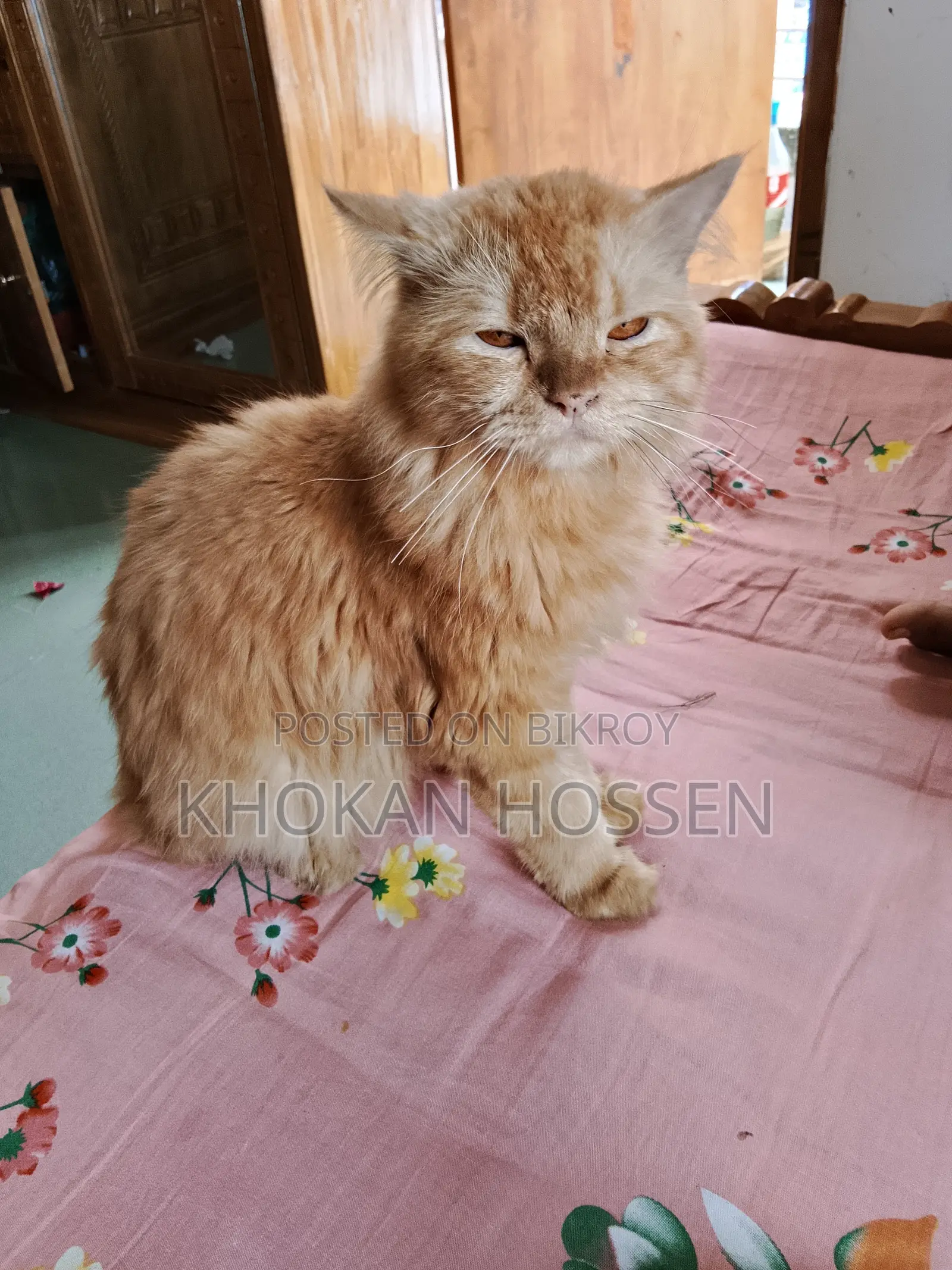 1+ year Male Purebred Persian