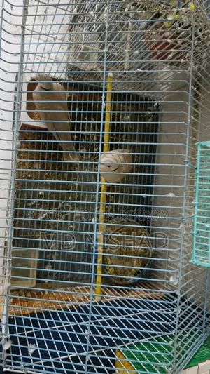 Dove Bird for Sale