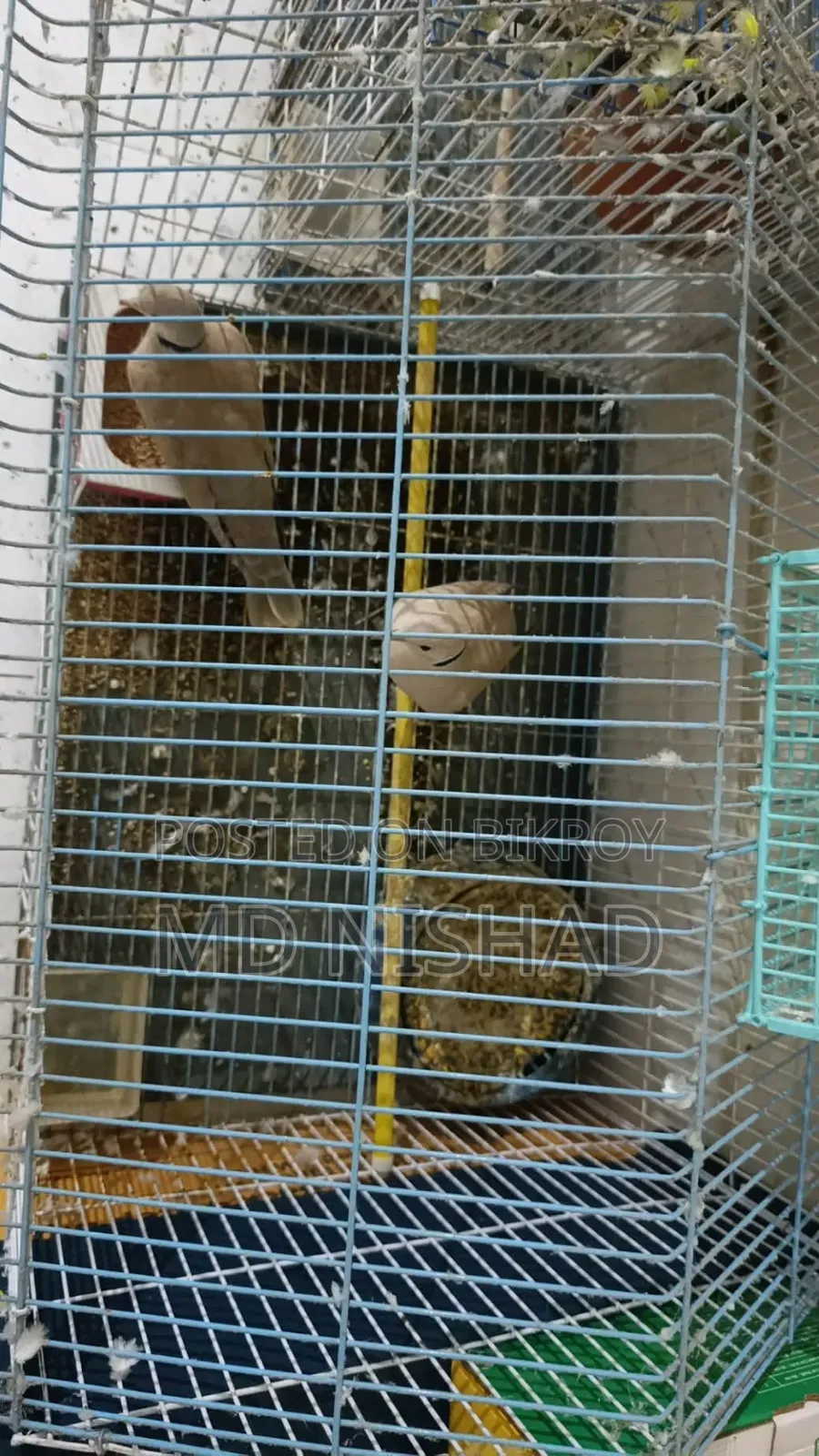 Dove Bird for Sale