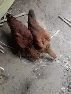 তিন মাসের মোরগ বিক্রি করা হবে