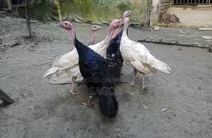 টার্কি মোরগ মুরগি