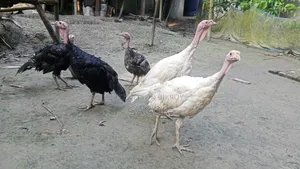 টার্কি মোরগ মুরগি