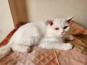 ১-৩ মাস বয়সী স্ত্রী খাঁটি পার্সিয়ান