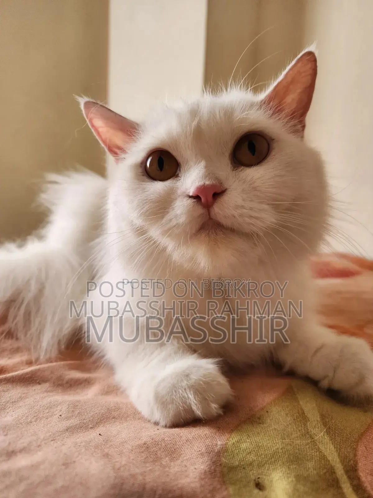 ১-৩ মাস বয়সী স্ত্রী খাঁটি পার্সিয়ান