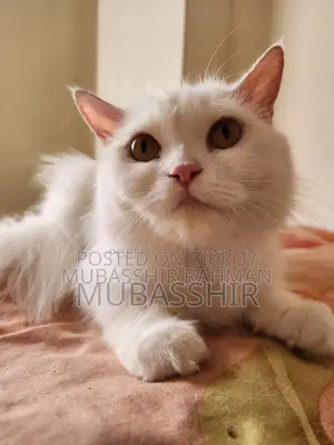 ১-৩ মাস বয়সী স্ত্রী খাঁটি পার্সিয়ান