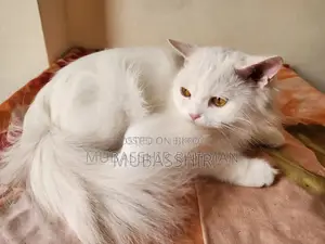 ১-৩ মাস বয়সী স্ত্রী খাঁটি পার্সিয়ান