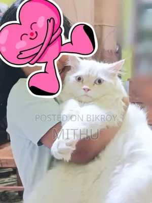6-12 months Male Purebred Persian