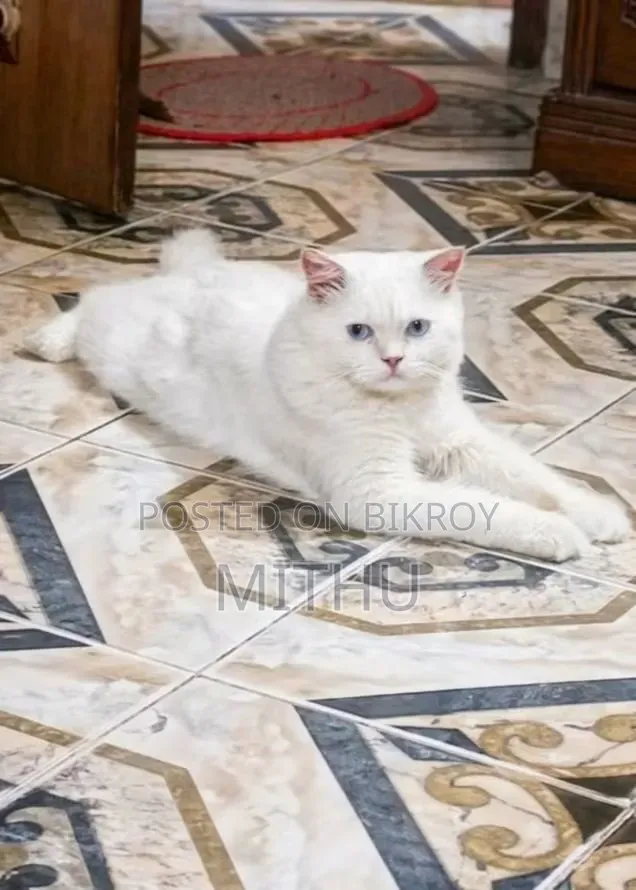 6-12 months Male Purebred Persian