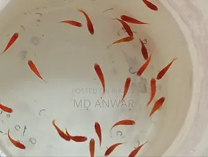 Guppy Moly