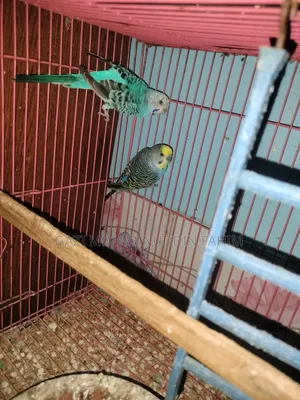 Budgerigar Bird Jumbo Running Pair Single One Running Mood Female