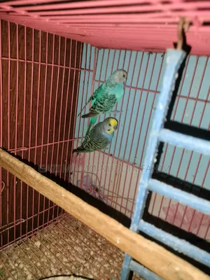 Bajrigar Pakhi Jambo Running Pair Singel Ekta Running Mood Er Female