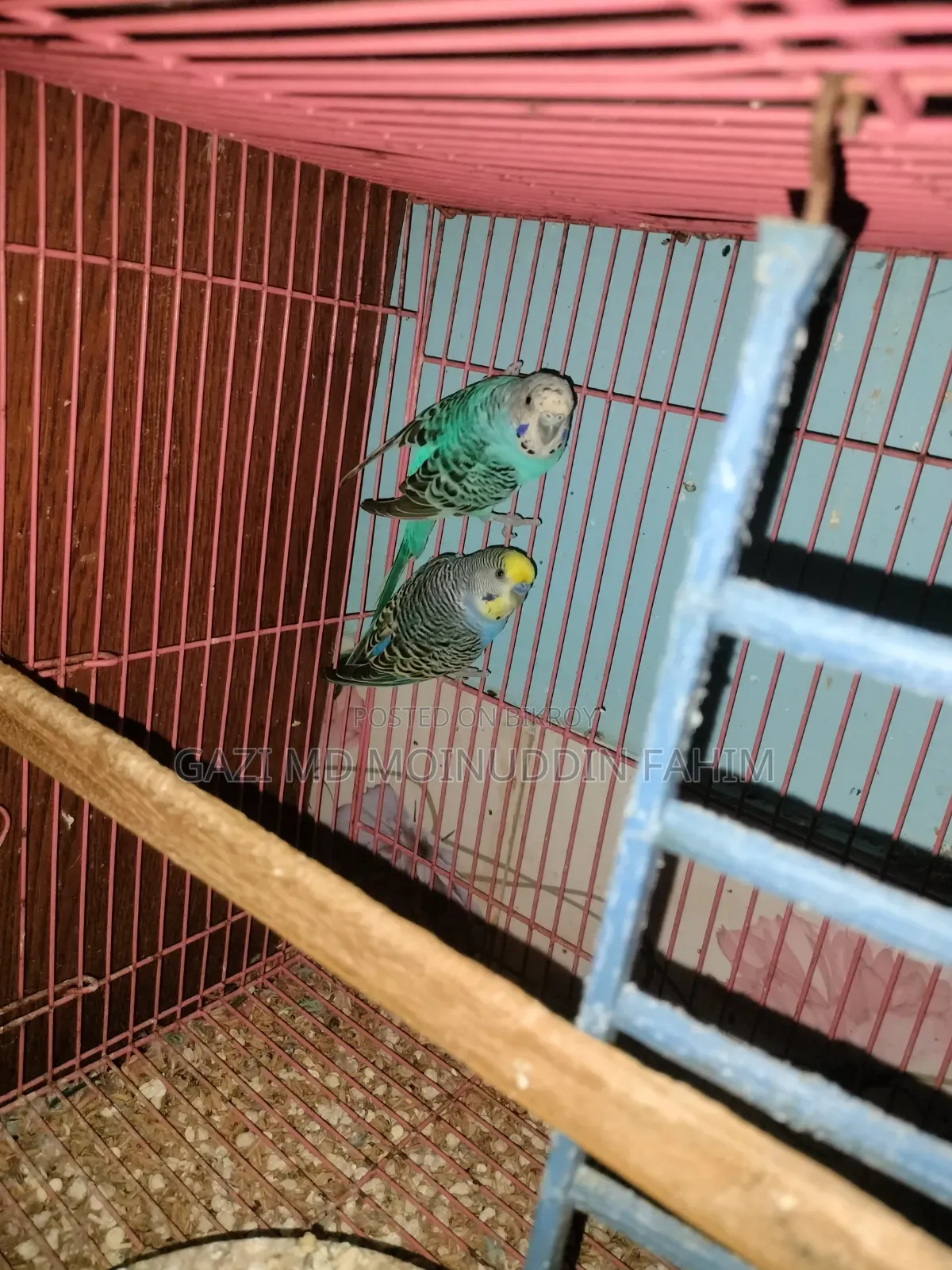 Bajrigar Pakhi Jambo Running Pair Singel Ekta Running Mood Er Female