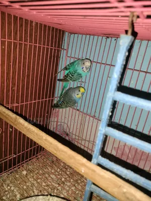 Bajrigar Pakhi Jambo Running Pair Singel Ekta Running Mood Er Female
