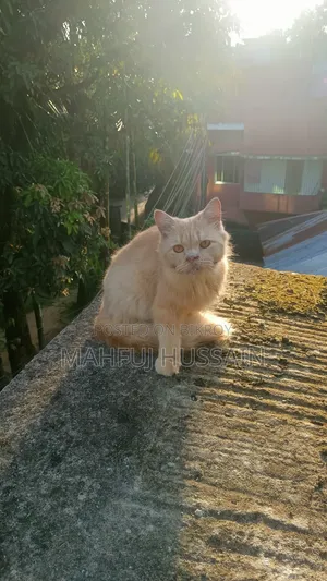 1+ year Female Purebred Persian