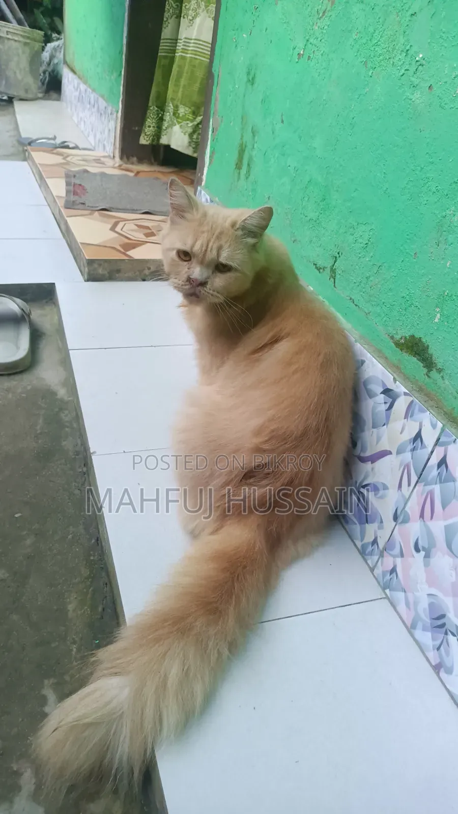 ১+ বছরের খাঁটি পার্সিয়ান স্ত্রী বিড়াল