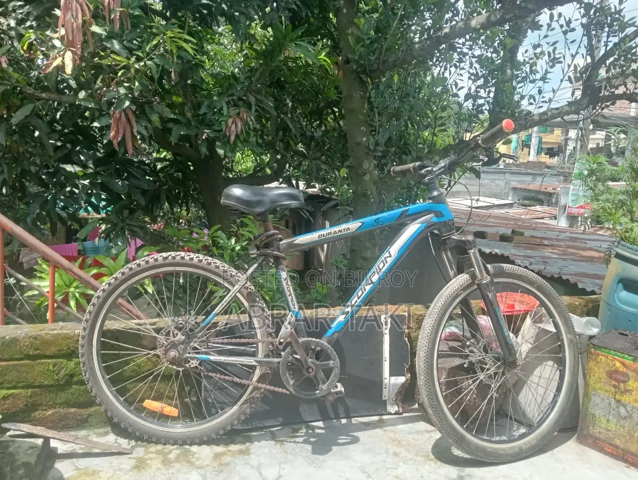 Duranta Nongear Scorpian 26" Blue