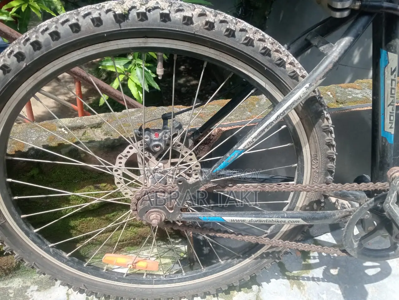 Duranta Nongear Scorpian 26" Blue
