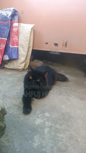 1+ year Male Purebred Persian