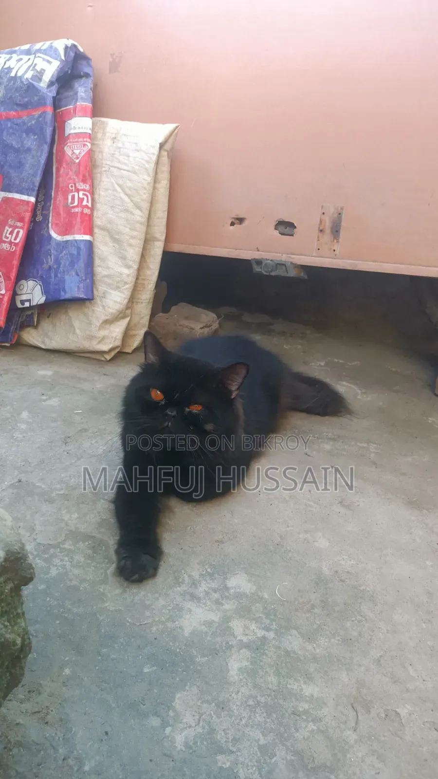 1+ year Male Purebred Persian