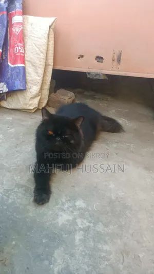 1+ year Male Purebred Persian