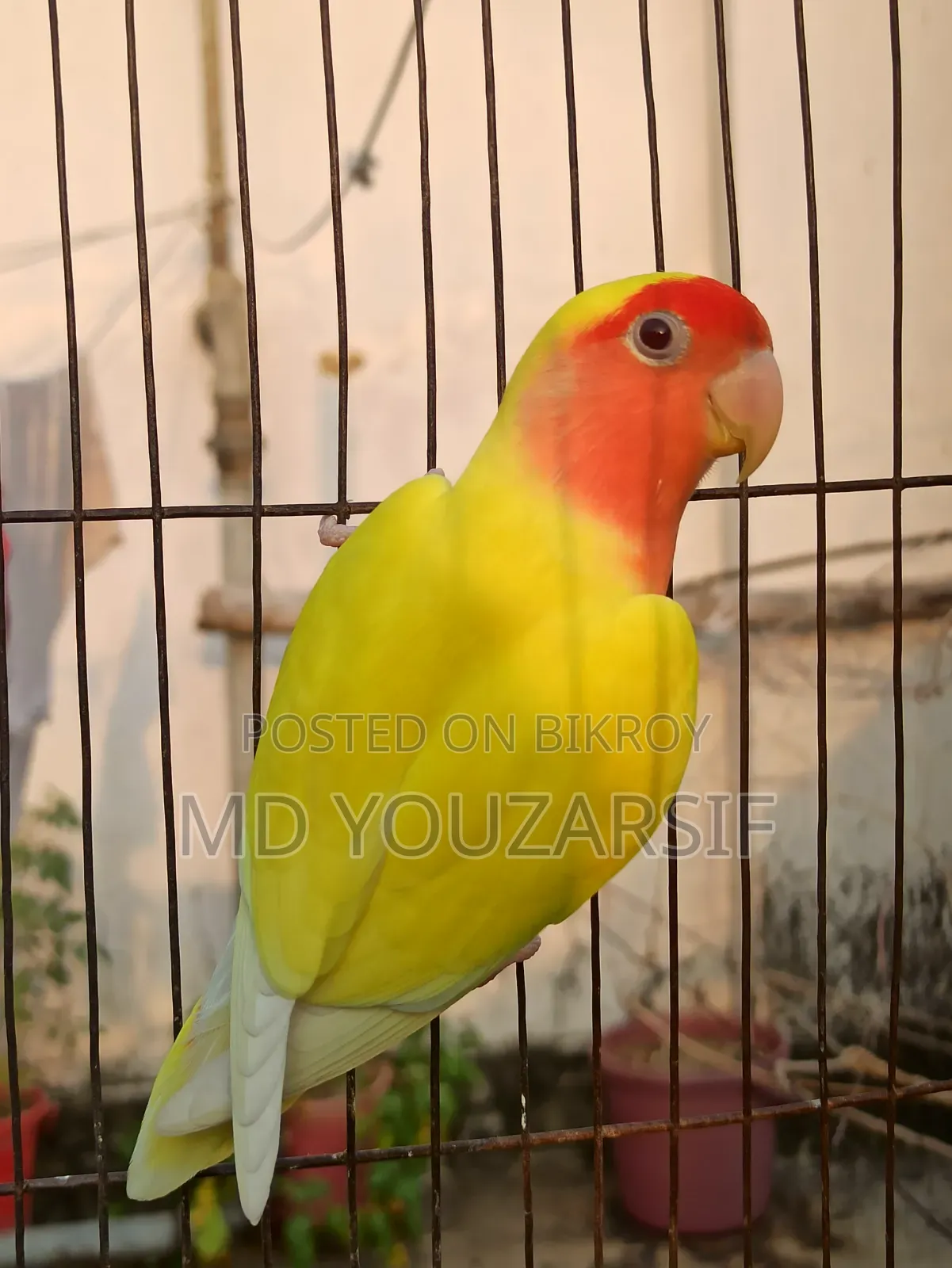 Male Lovebird