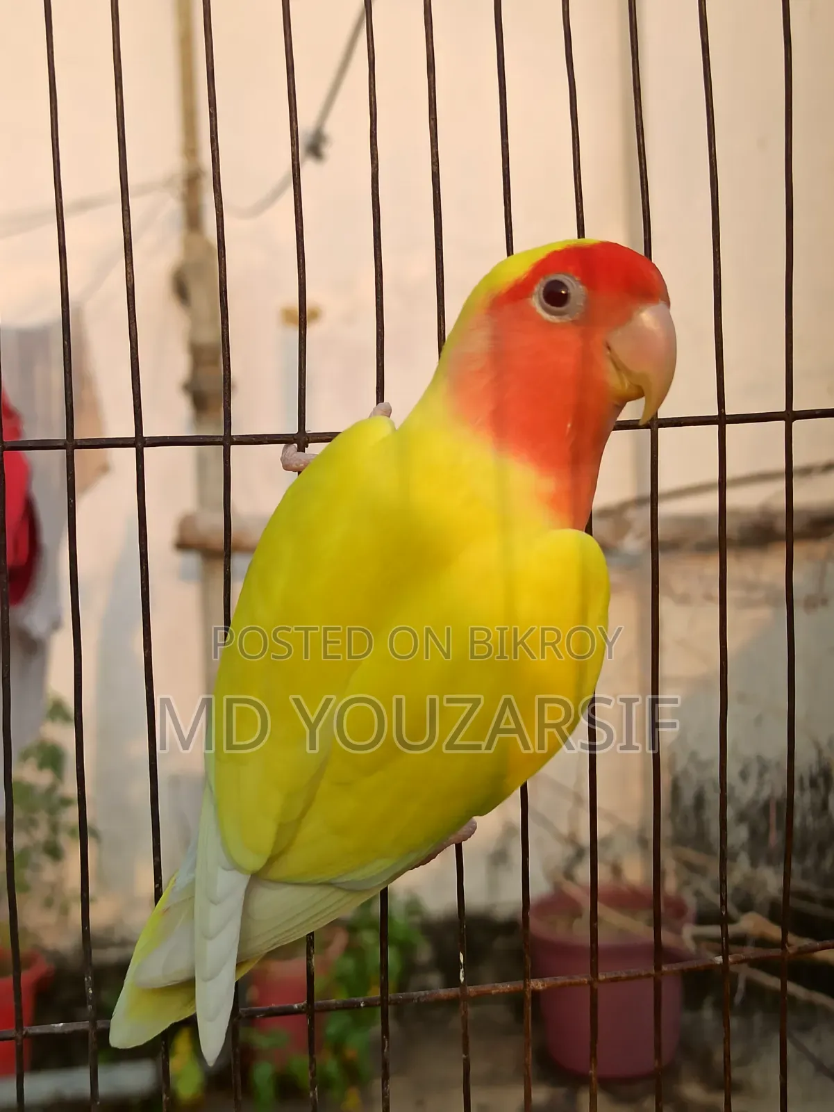 Male Lovebird