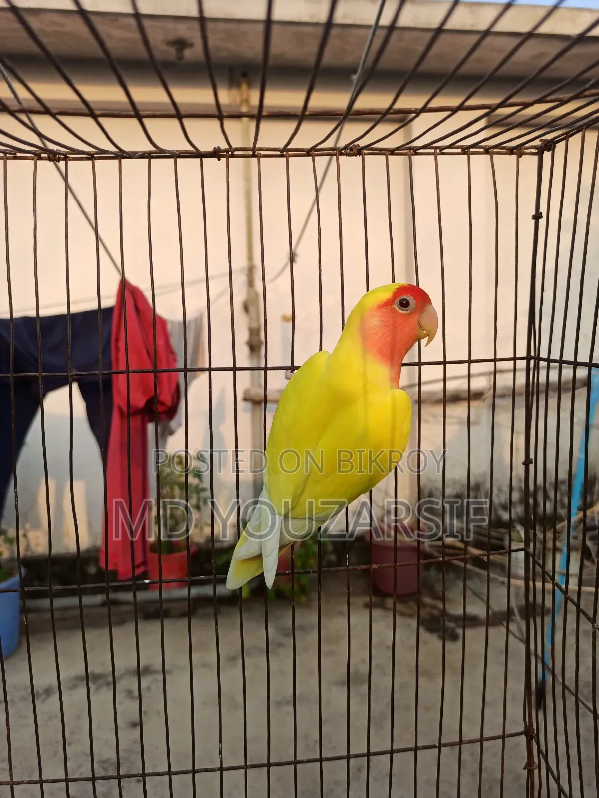 Male Lovebird