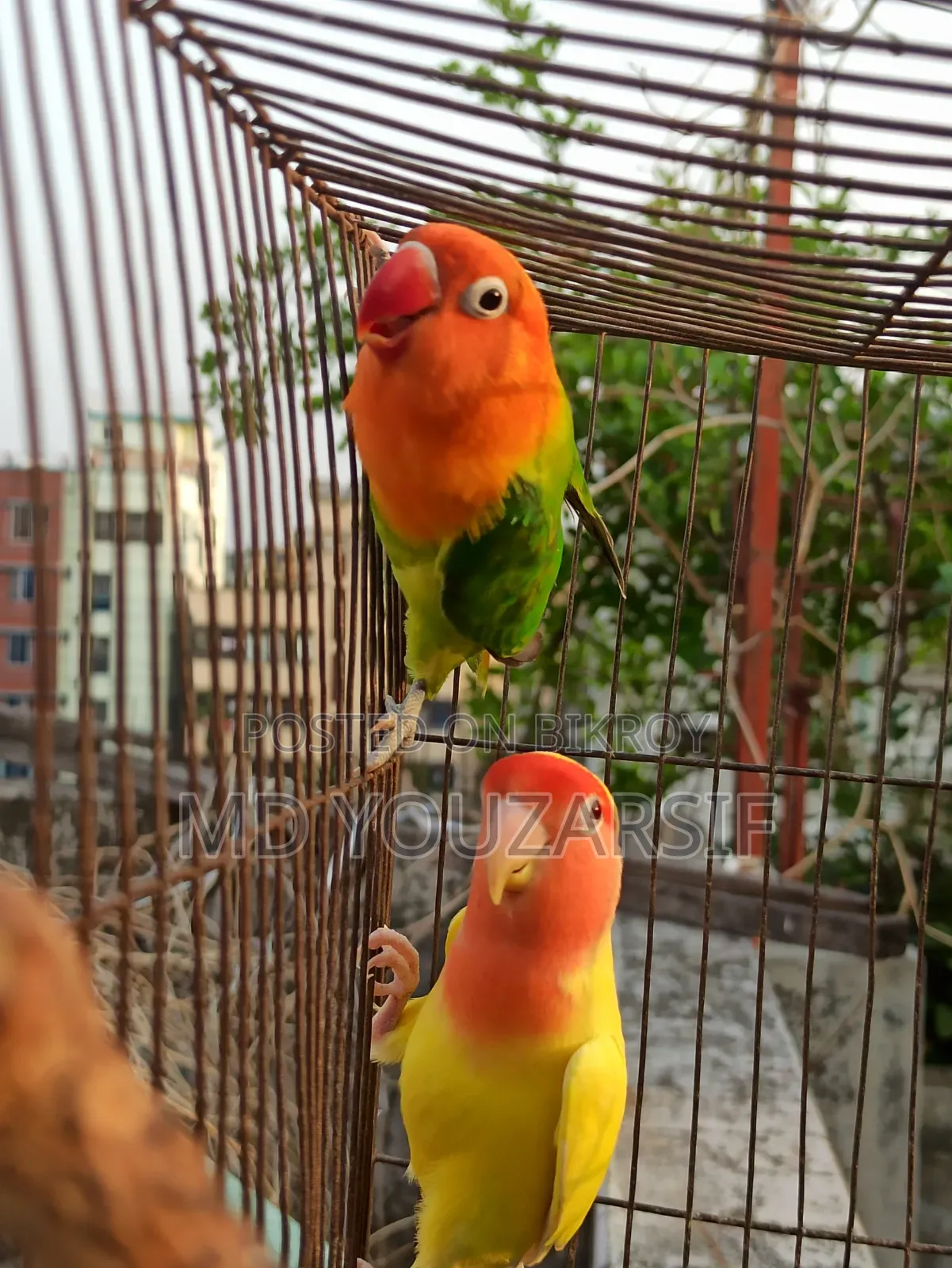 Male Lovebird