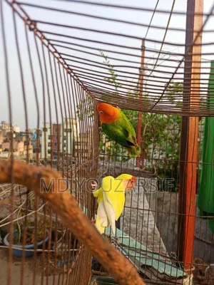 Male Lovebird