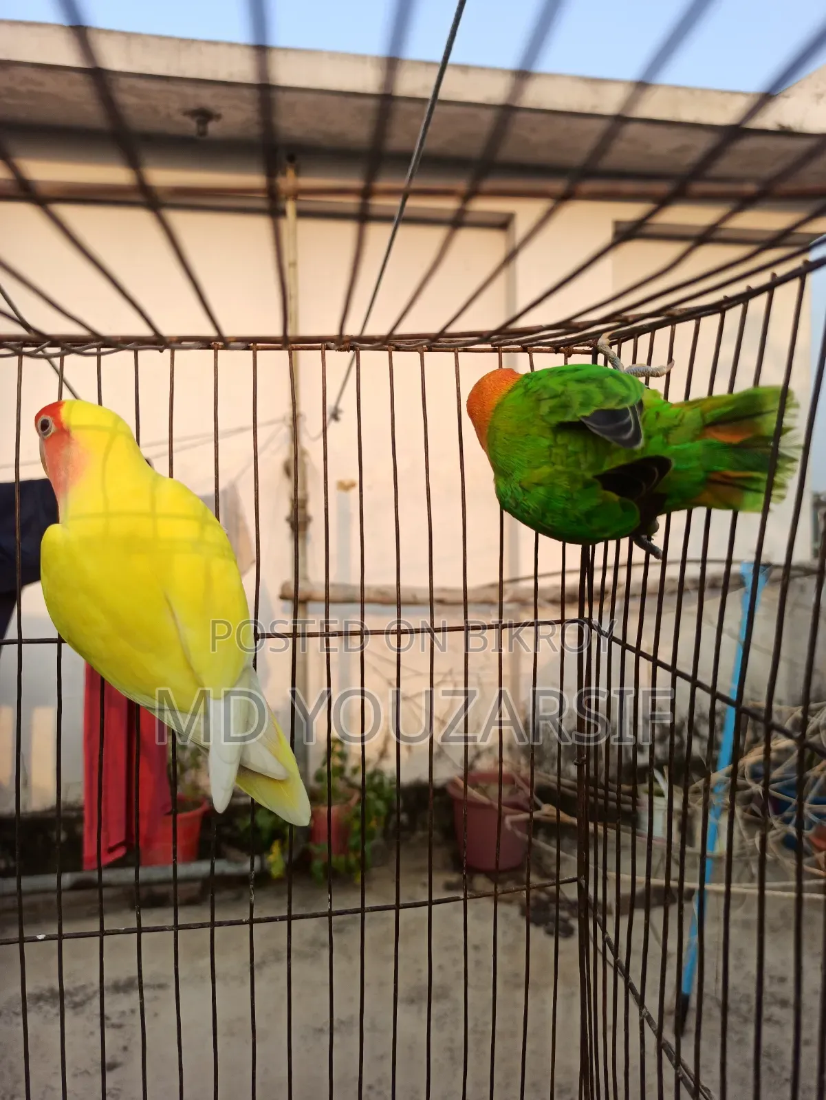 Male Lovebird