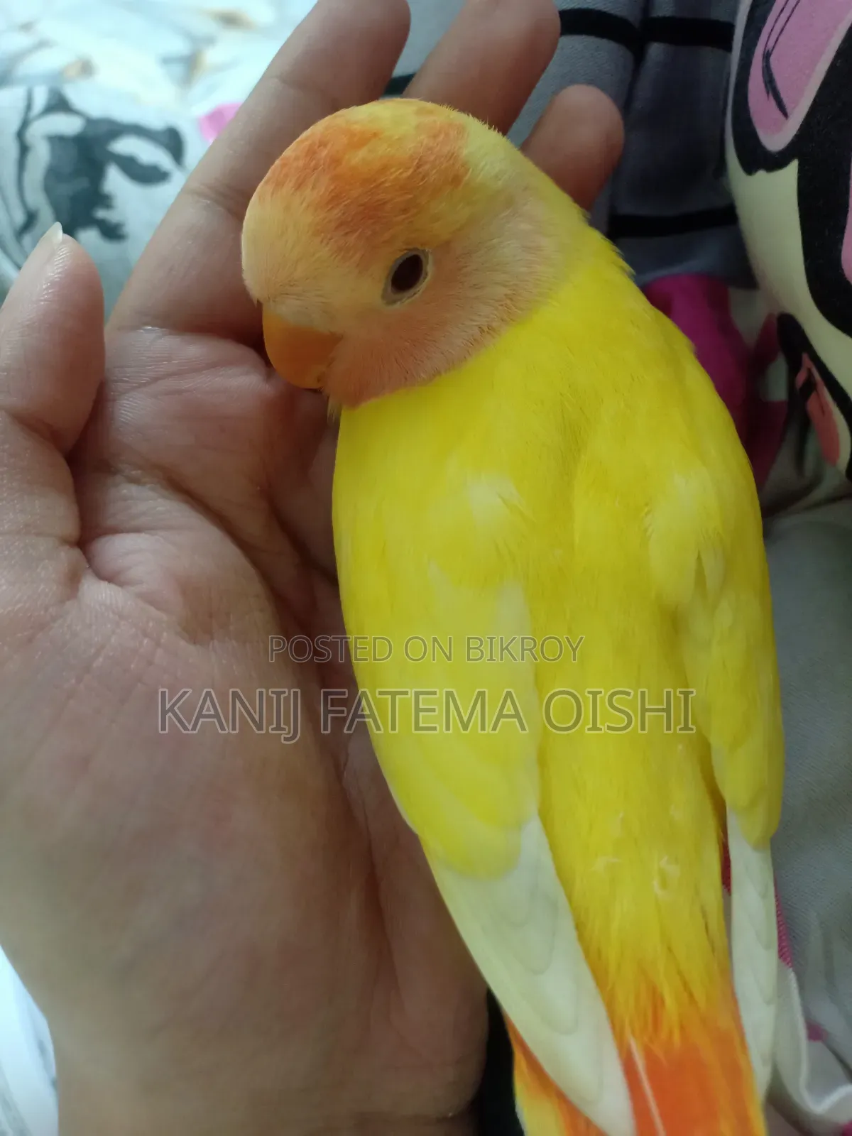 Baby Love Bird