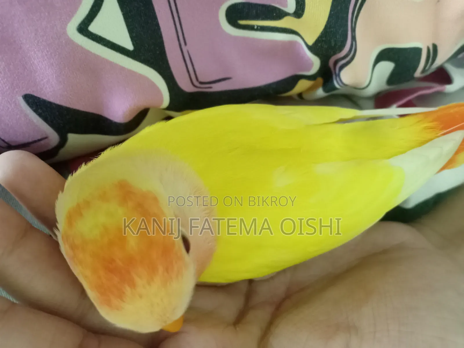 Baby Love Bird