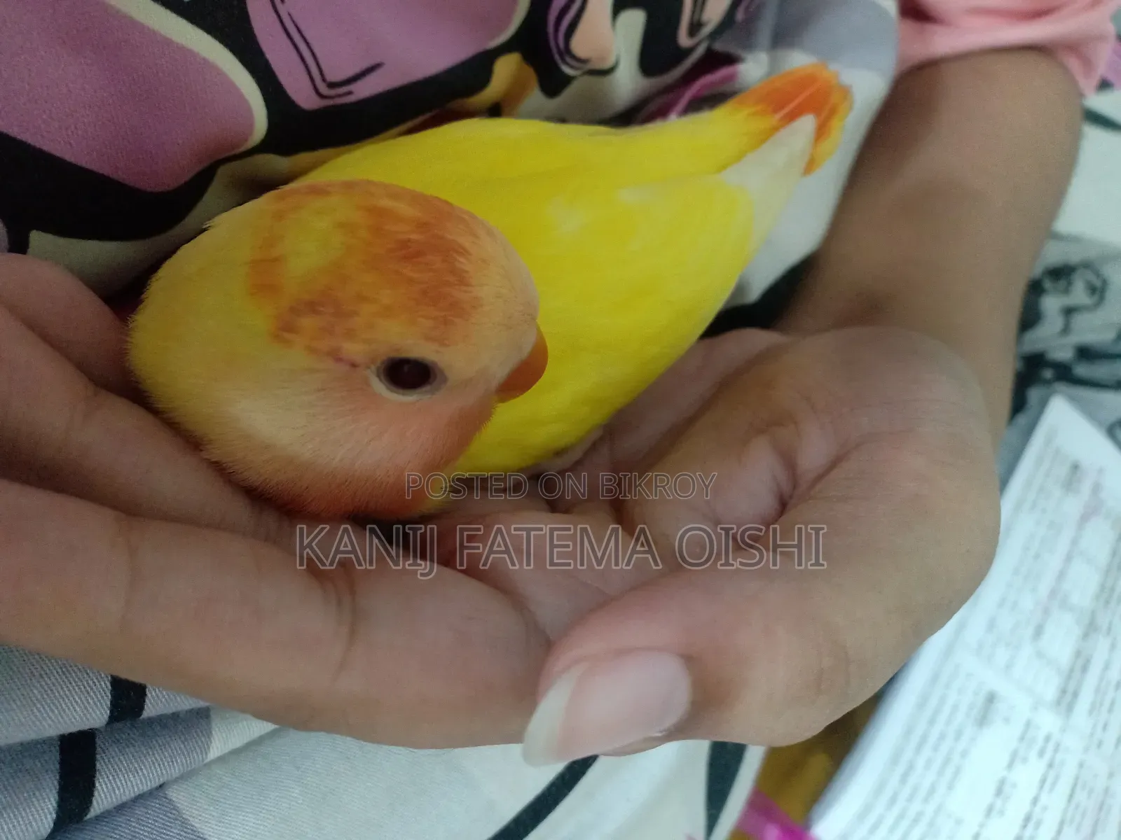 Baby Love Bird