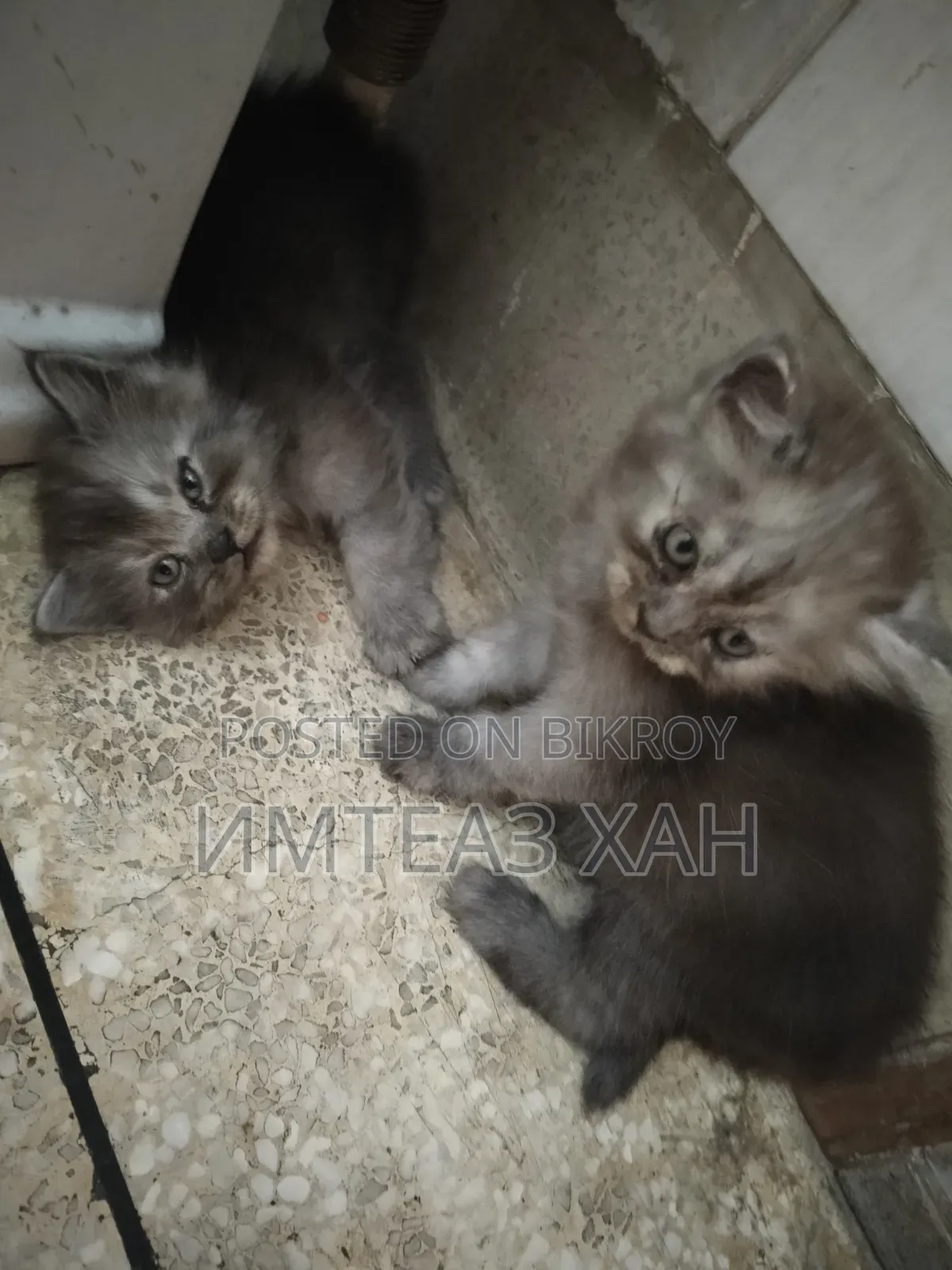 1-3 months Male Purebred Persian