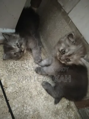 1-3 months Male Purebred Persian