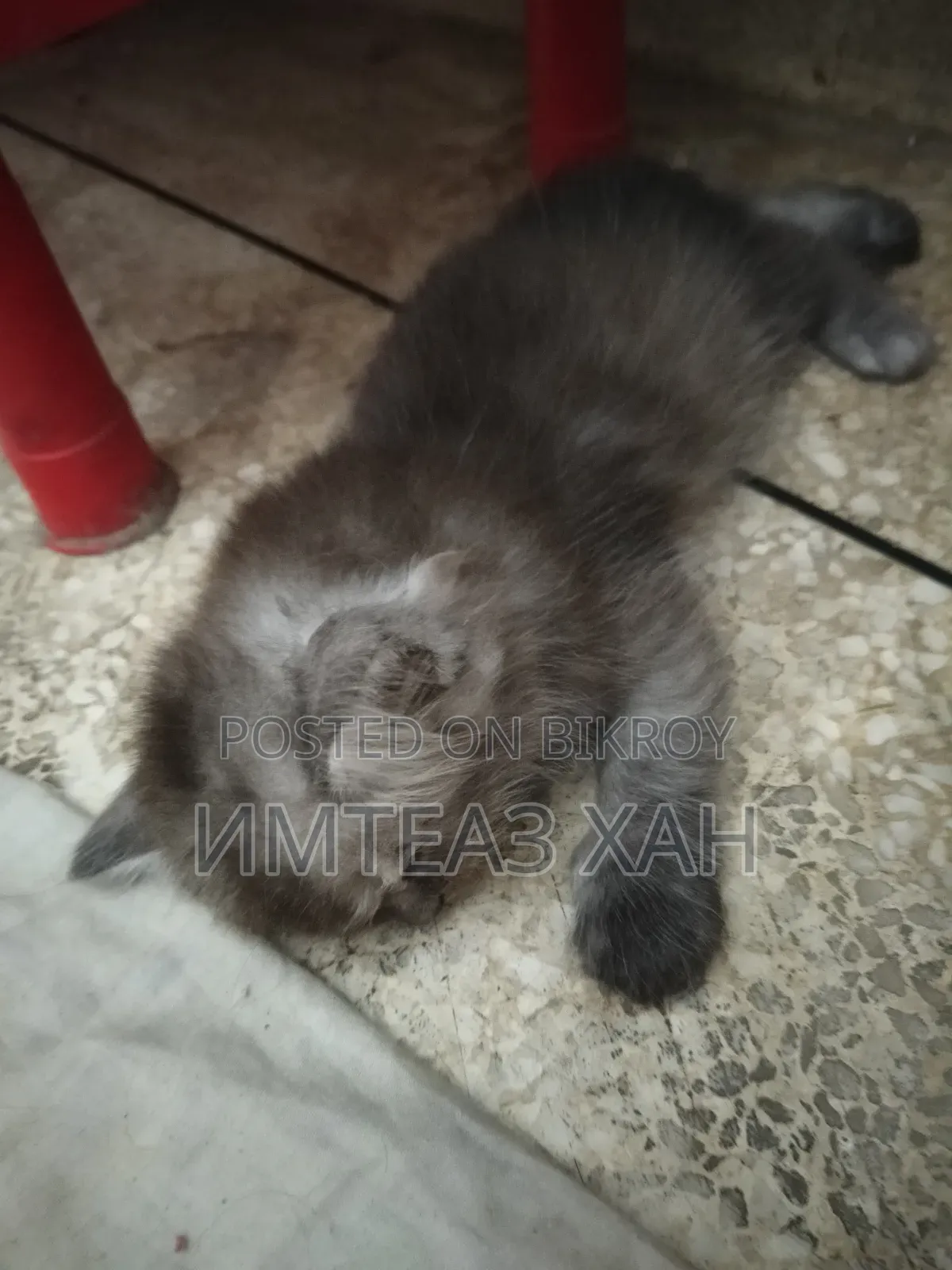 1-3 months Male Purebred Persian