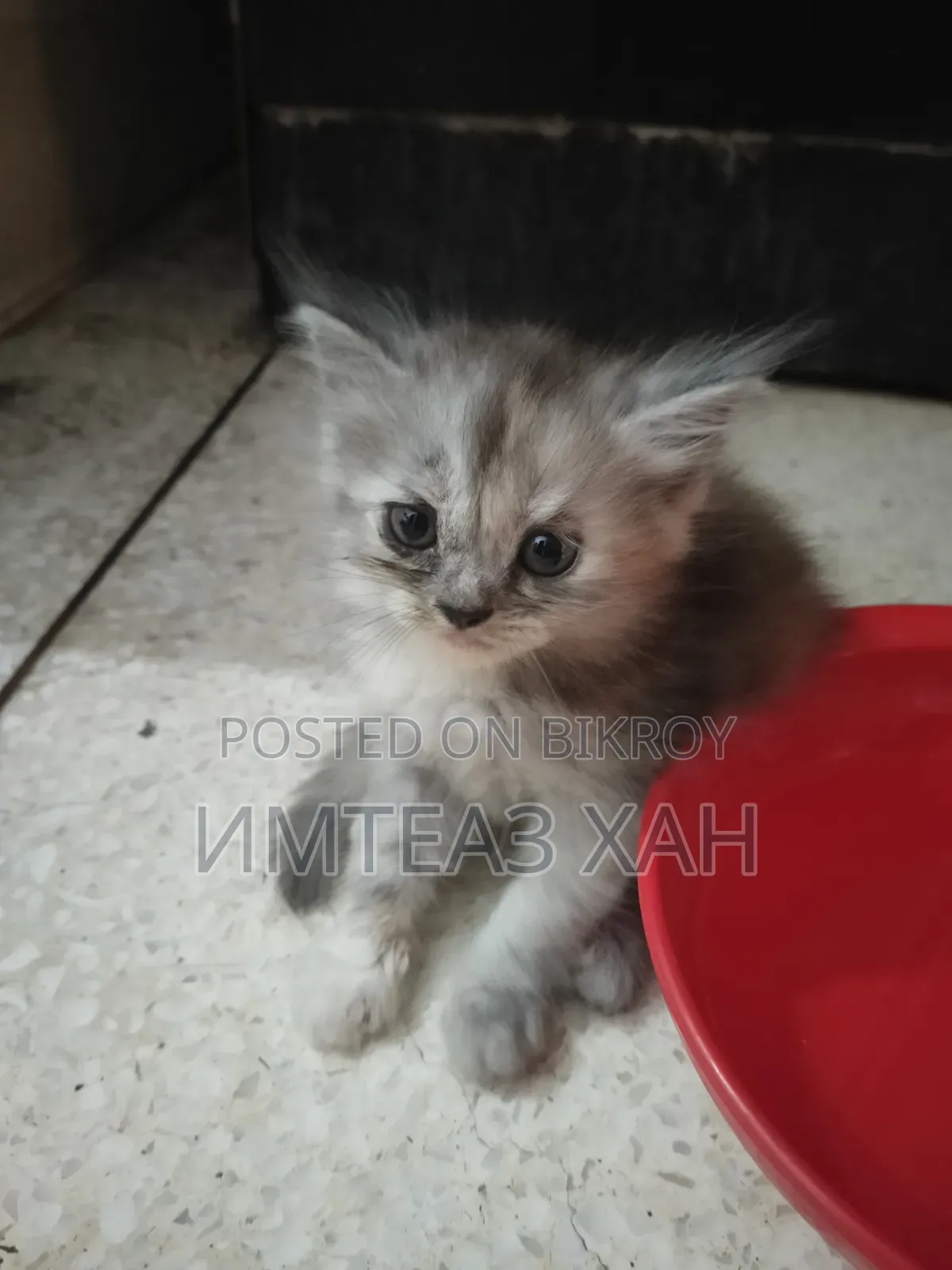 1-3 months Male Purebred Persian