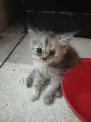 1-3 months Male Purebred Persian