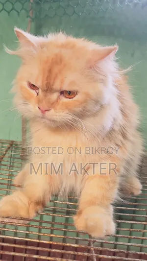 1+ year Female Purebred Persian