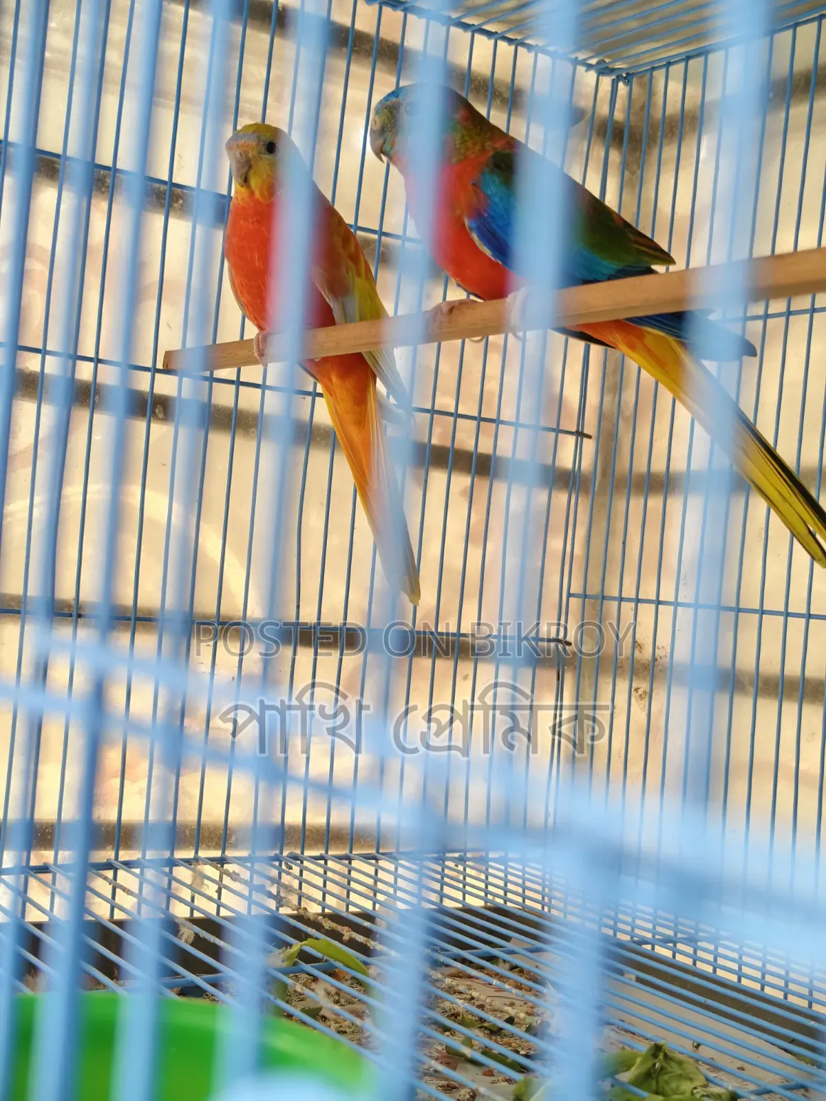 Turquoisine Parrot