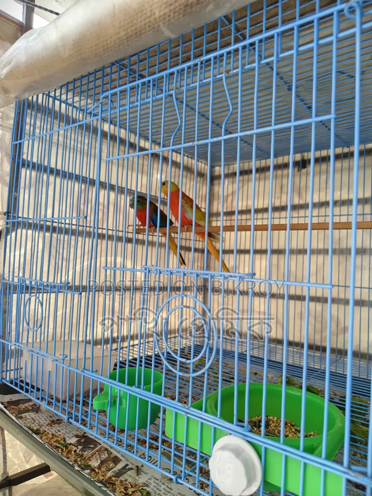 Turquoisine Parrot